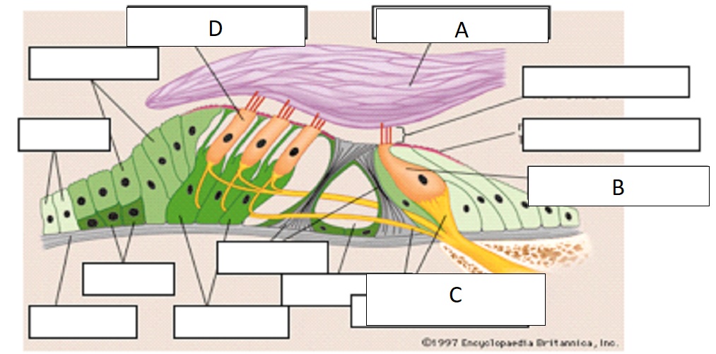 <p>A</p>
