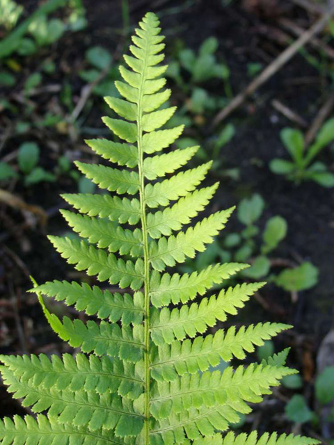 <p>Dryopteris arguta</p>