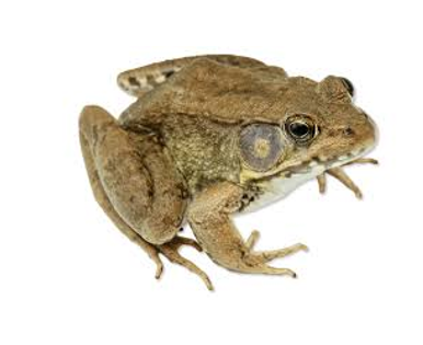 <p><span><span>Dorsal lateral ridge extend about two thirds length of body</span></span></p>