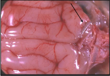 <p>Name the disease</p><p>*Hint: this pathogen entered the cat via direct extension </p>