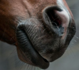 <p><strong>Mouth: ______</strong></p><ul><li><p>Grab food</p></li><li><p>Select/nitpicking types of foods </p></li></ul><p></p>