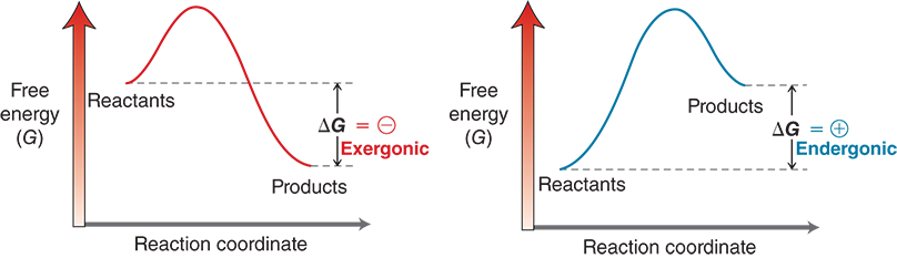 <ol><li><p>They show how energy changes during a reaction, helping us see:</p><ol><li><p>The <strong>activation energy</strong> needed to start it.</p></li><li><p>Whether it <strong>releases</strong> or <strong>absorbs</strong> energy overall.</p></li></ol></li></ol><p></p>