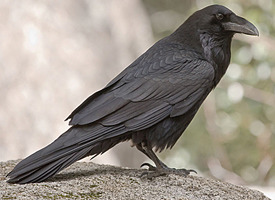 <p>Order: Passeriformes Family: Corvidae</p>