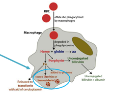 <p>Pathologic and non-pathologic</p><p>Hemosiderin, ceroid-lipofuscin, melanin</p>