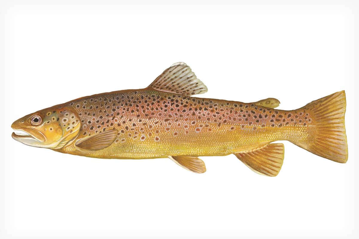 <p>Brown Trout</p>