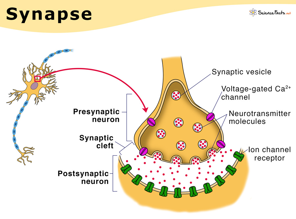 <p><mark data-color="unset" style="background-color: unset; color: inherit;">The junction between two cells where information is transmitted, most commonly between two neurons or a neuron and a muscle or gland cell</mark></p><p><span><span>It's the point where a nerve impulse is passed along, typically involving the release of neurotransmitters from the presynaptic terminal, which then bind to receptors on the postsynaptic cell. </span></span></p>