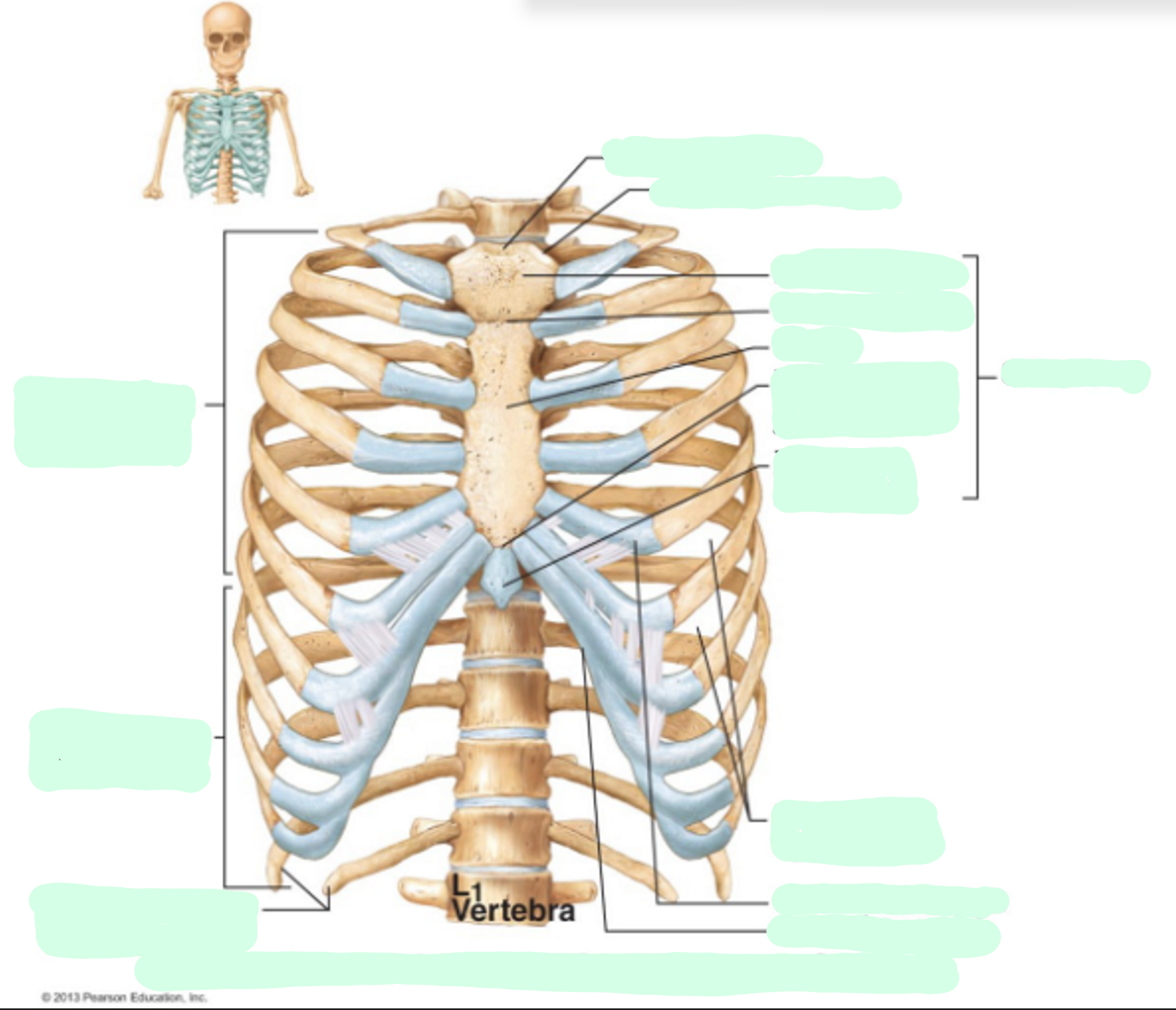 <p>Anterior view of the skeleton of the thoracic cage</p>