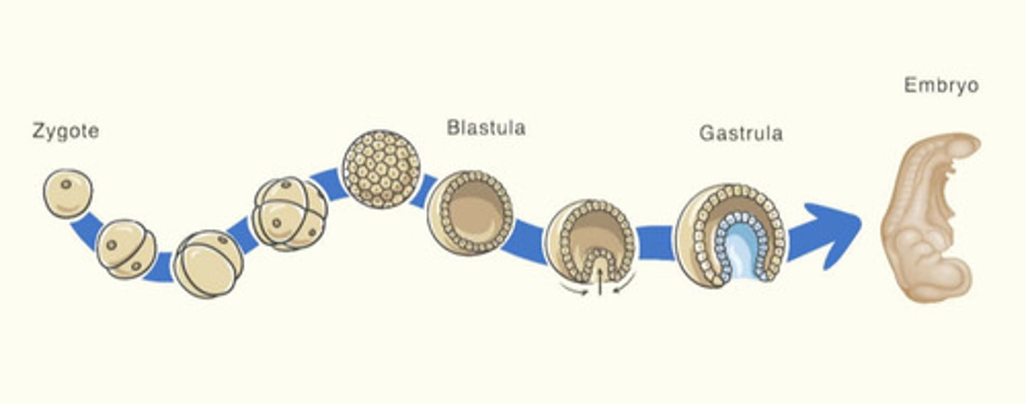 <p>Gastrulation</p>