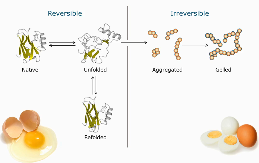 <ul><li><p>Changing the folding of a protein is reversible</p></li><li><p>Aggregation and gelling is not reversible</p></li></ul><p></p>