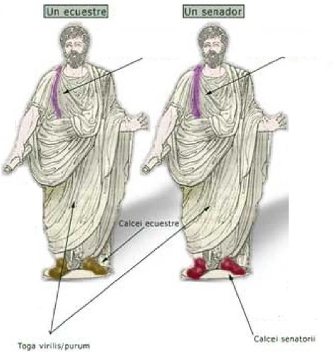 <p>Equites (singular: eques) are the Roman social class of knights.</p>