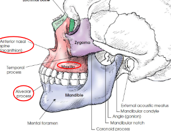 <p>forward, pointed process at the midline junction of maxillae; acanthion is the midpoint of this junction</p>