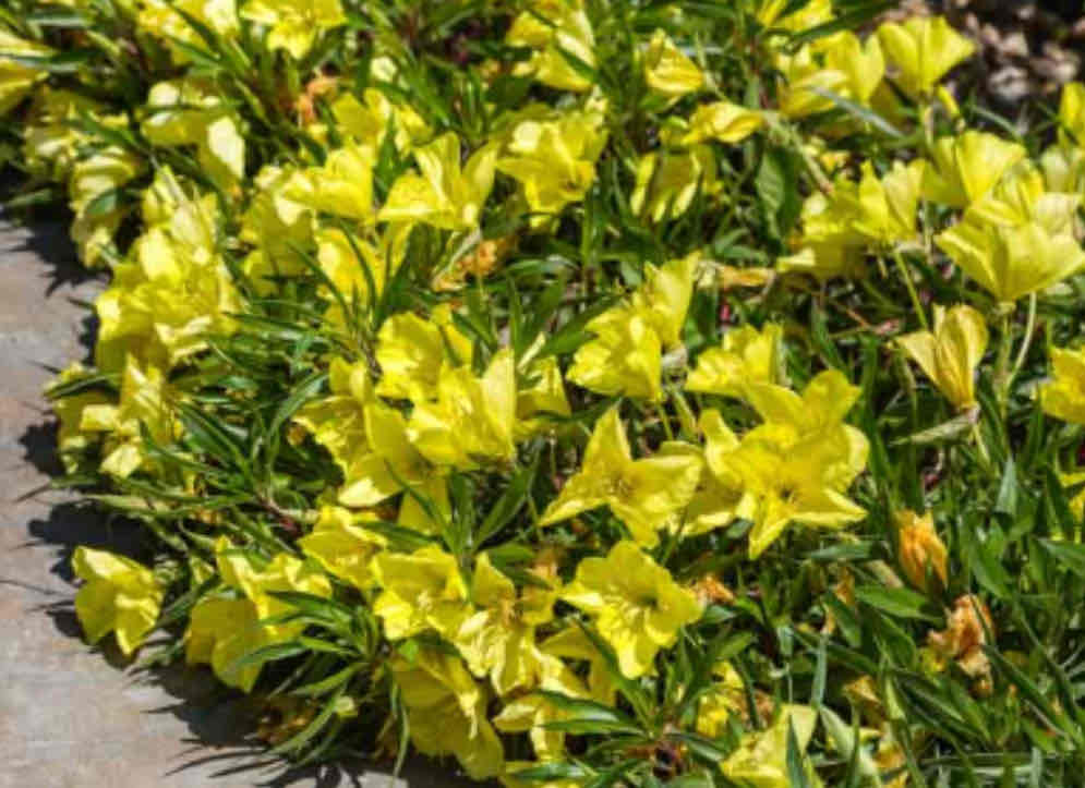 <p><span>Oenothera missouriensis</span></p><p><span>Ozark Sundrop</span></p>