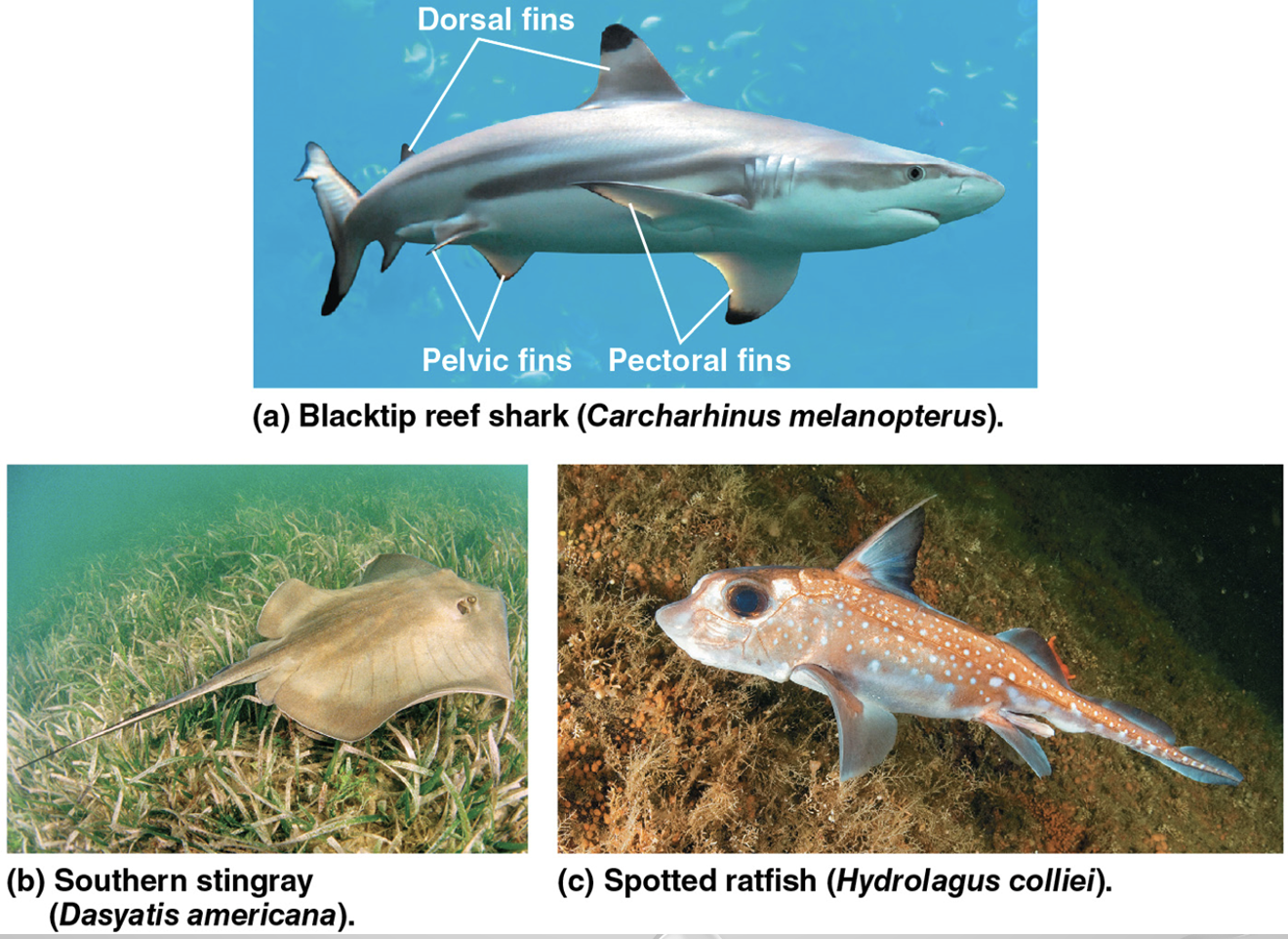 <ul><li><p>SYNAPOMORPHY= TRUE JAWS, FIRST BONES</p></li><li><p>most are carnivores that have several rows of sharp teeth for tearing flesh </p></li><li><p>acute sense of sight and smell ability to detect electrical fields aid in prey capture</p></li></ul><p></p><ul><li><p>Sharks are swift swimmers but don’t maneuver well </p></li><li><p>paired pectoral and pelvic fins are for maneuvering </p></li><li><p>oil stored in liver for buoyancy but continual swimming is necessary to avoid sinking + gas exchange</p></li></ul><p></p>