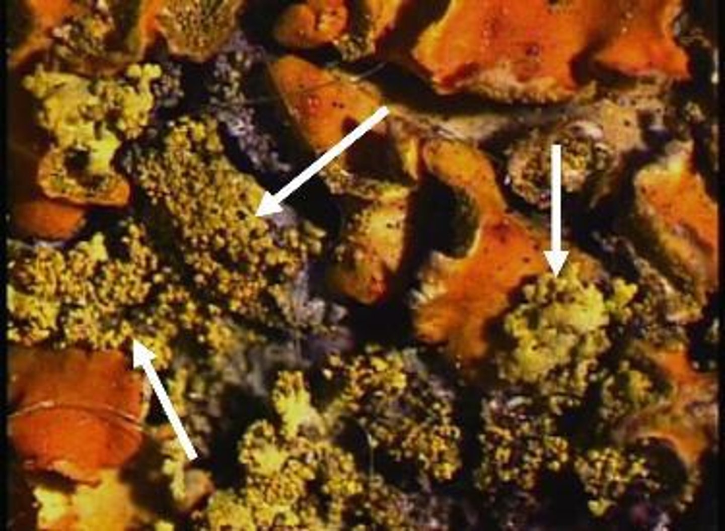 <p>small clusters of hyphae with embedded algae</p>