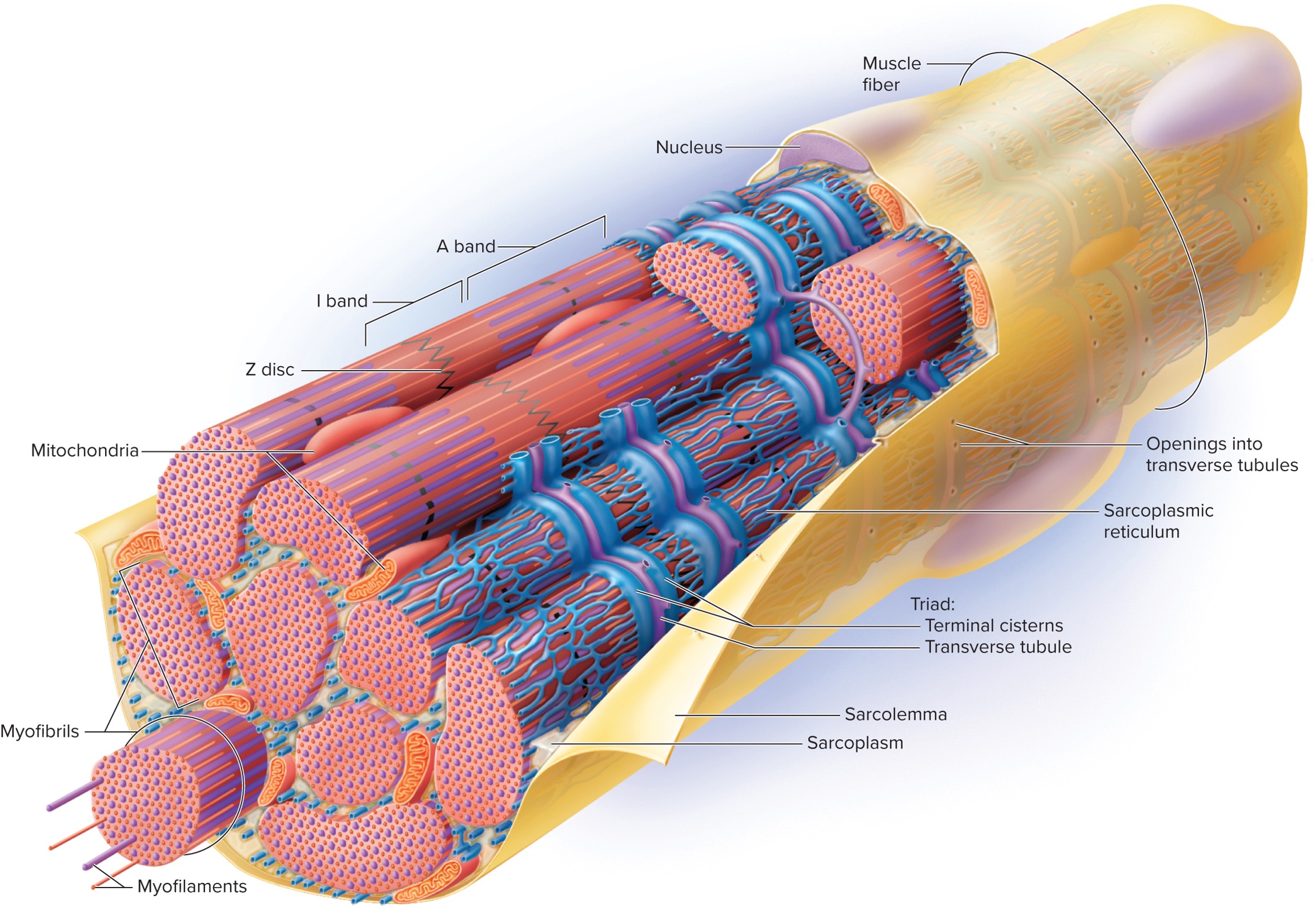 <p>Sarcoplasmic Reticulum </p>
