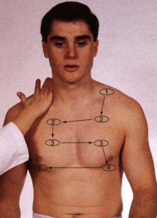 <ul><li><p>may use ball of palm or the ulnar surface of the hand </p></li><li><p>If breasts are present, gently displace the tissue to assess beneath as necessary </p></li><li><p>Normal finding: equal bilaterally </p></li></ul><p></p>