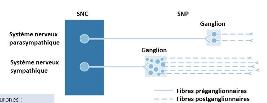 <p>situé dans le ganglion, donnant naissance à des fibres nerveuses postganglionnaires</p>