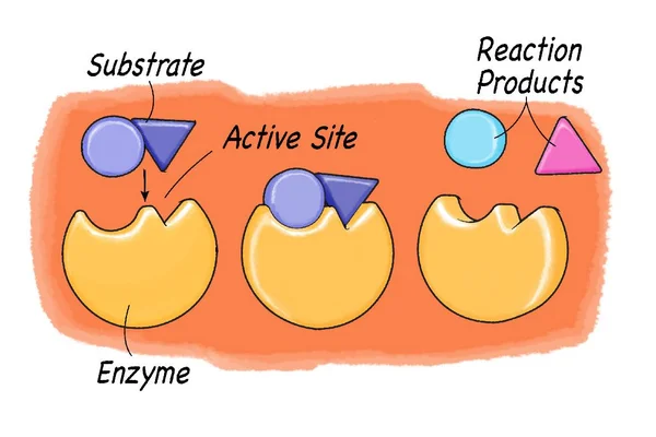 <p>The binding of an enzyme to its substrate, forming a complex that lowers activation energy.</p>