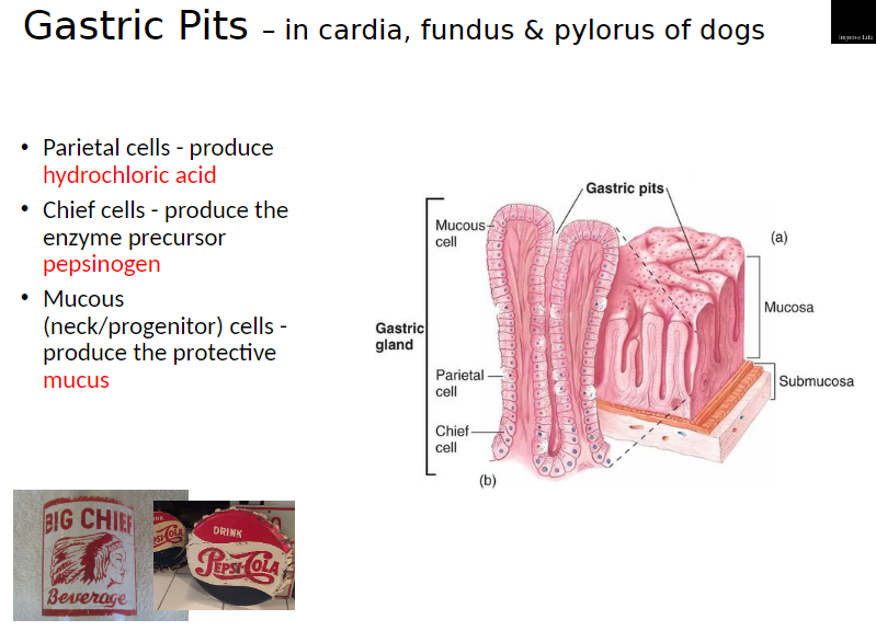 <p><strong>Gastric Pits</strong>: Found in cardia, fundus, and pylorus regions of the stomach</p><p><strong>Cell Types and Functions</strong>:<br> Parietal Cells: Produce hydrochloric acid (HCl) for chemical digestion and killing microbes<br> Chief Cells: Produce enzyme precursor pepsinogen, which is converted to pepsin to break down proteins<br> Mucous (Neck/Progenitor) Cells: Produce protective mucus to coat the stomach lining and prevent damage from acid</p>