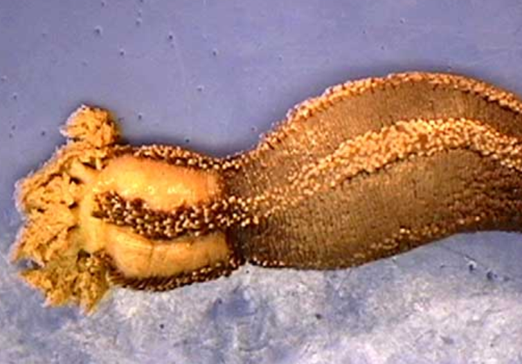 <p>class of sea cucumber? </p>