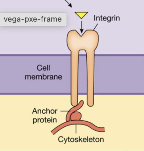 <ul><li><p>On the <u>extracellular side</u> of the membrane, integrins <u>bind either to proteins of the extracellular matrix or to ligands such as antibodies &amp; molecules involved in blood clotting</u></p></li><li><p>Inside the cell, integrins <u>attach to the cytoskeleton</u> via anchor proteins</p></li><li><p><u>Ligand binding</u> to the receptor <u>causes integrins to activate intracellular enzymes or alter the organization of the cytoskeleton</u></p><ul><li><p>Cell adhesion, activate immune cells, &amp; cell movement</p></li></ul></li></ul><p></p>