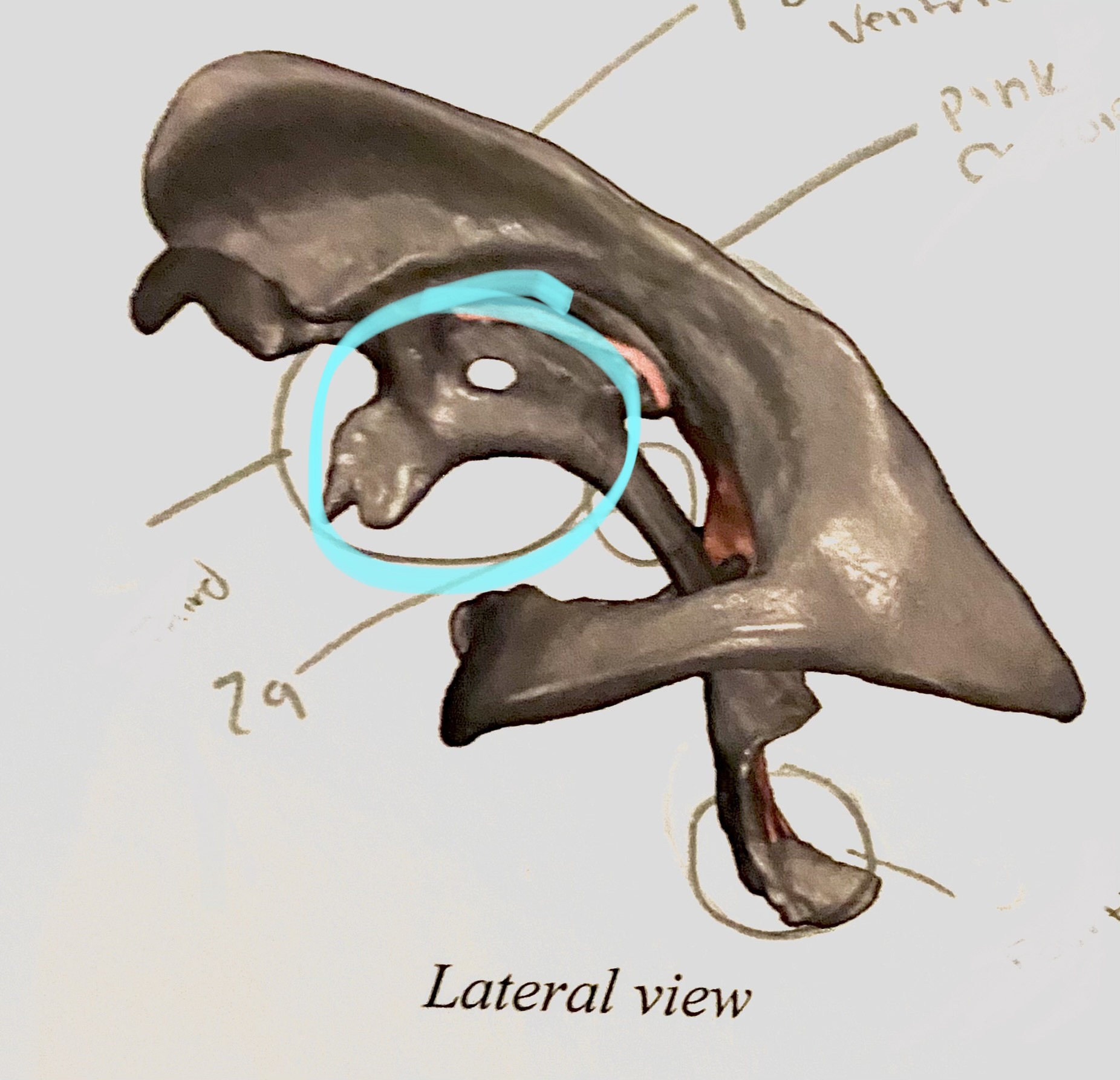 Head 