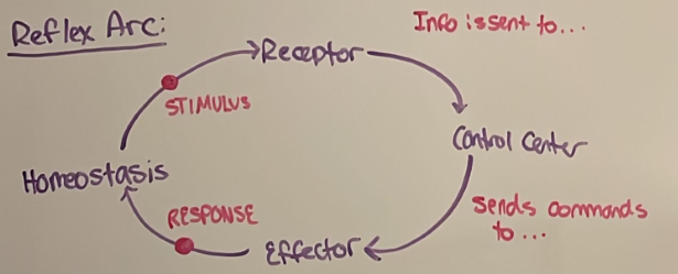 <p><strong><u>Afferent pathway</u></strong> - carry receptor info to control center</p><p><strong><u>Efferent pathway</u></strong> - carry command from control center to effector</p>