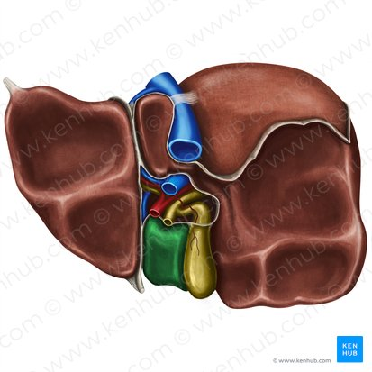 <p>A small, quadrilateral lobe of the liver located inferiorly and medially on the visceral surface, bordered by the gallbladder and the fissure for the round ligament.</p>