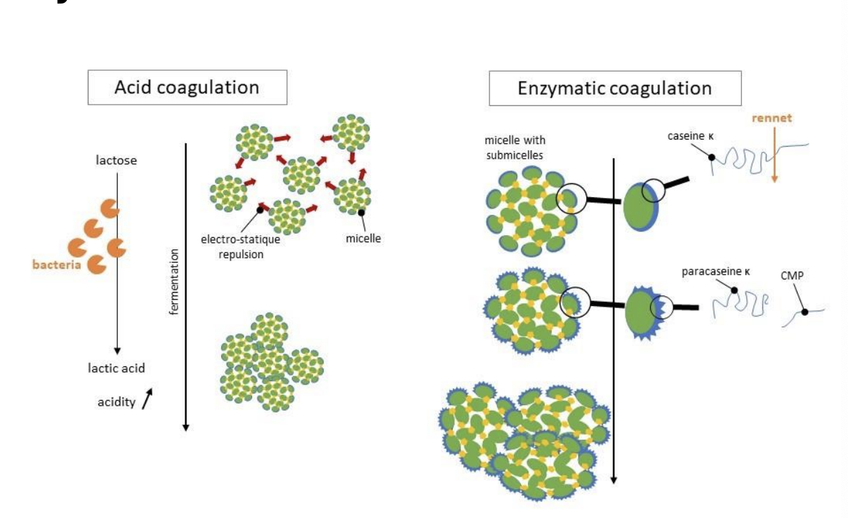 <ul><li><p>acid and heat coagulation causes small clumps of caseins</p><ul><li><p>ricotta, cottage, cream cheese</p></li></ul></li><li><p>adding rennets = enzymatic coagulation which denatures caseine K to paracaseine K = larger hard clumps</p><ul><li><p>swiss, muenster, cheddar </p></li></ul></li></ul><p></p>