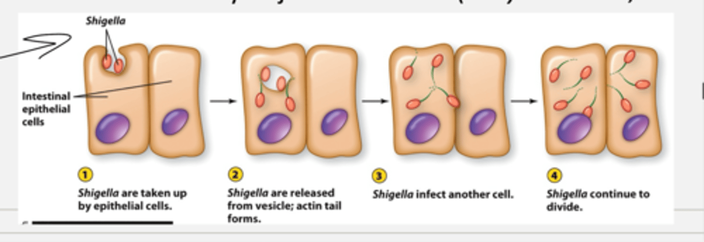 <p>- gliding motility: smooth sliding over a surface, not well understood but is done by myoxbacteria and cyanobacteria</p><p>- twitching motility: slow, jerky process using pili that can be extended, attach to a surface and then pull bacterium forward (ex. N. meningitidis, P. aeruginosa) = not common bc motsly pili are used for adhesion</p><p>- actin based motility: hijack host actin (S. dysenteriae, L. monocytogenes)</p><p>= example: shigella protein being taken up into intestinal epithelial cells.</p><p>- shigella are taken up by epithelial cells bc they express proteins that are similar to actin causing actin fulamnets to form behind it and additional acyin units form behind it pusing the shigella forward</p><p>- shigella are released from vesicles and actin tail forms</p><p>- shigella then infect another cell connected to that cell</p><p>- shigella continue to divide</p>