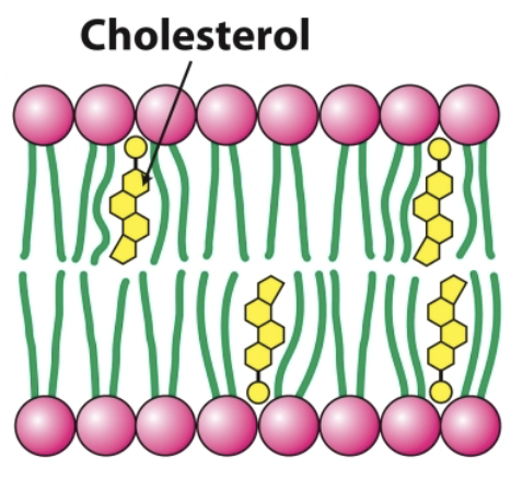<p>It constitutes almost 25% of the membrane lipids in certain nerve cells but is essentially absent from some intracellular membranes→ (Dr. Shelby said could be around 40-50%)</p>