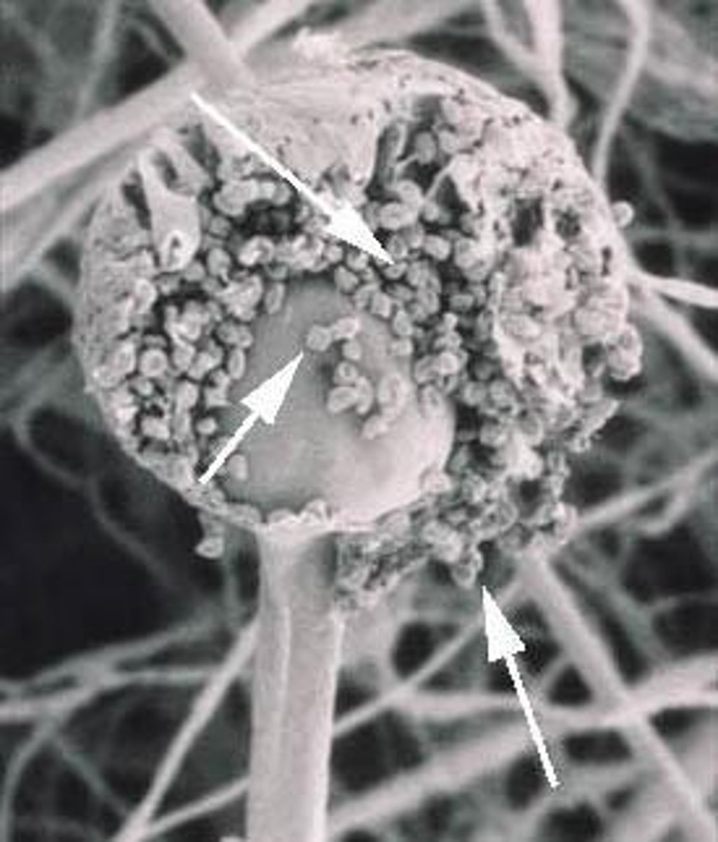 <p>Asexual spores produced inside a sac-like structure called a sporangium that ruptures to release them.</p>