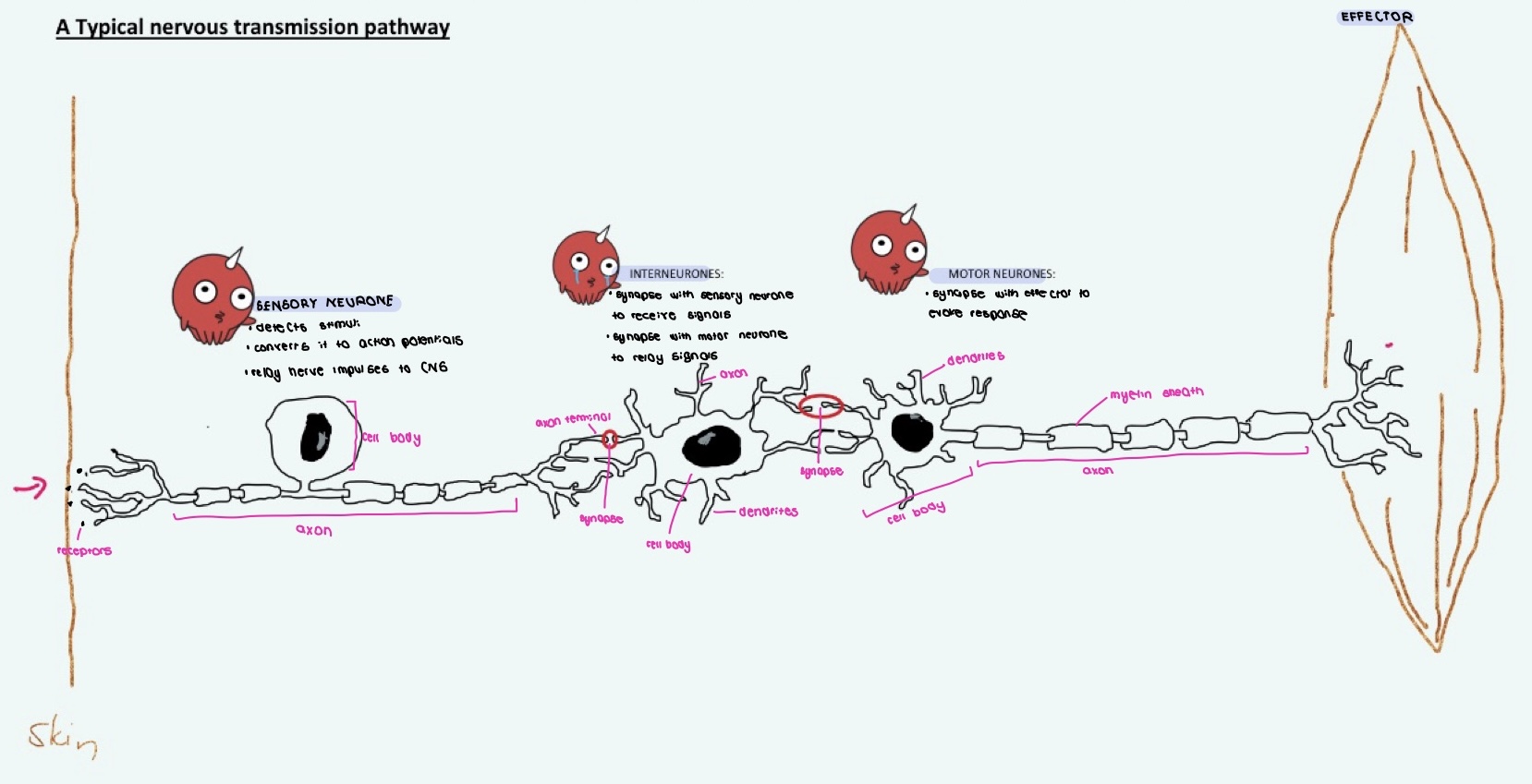 knowt flashcard image