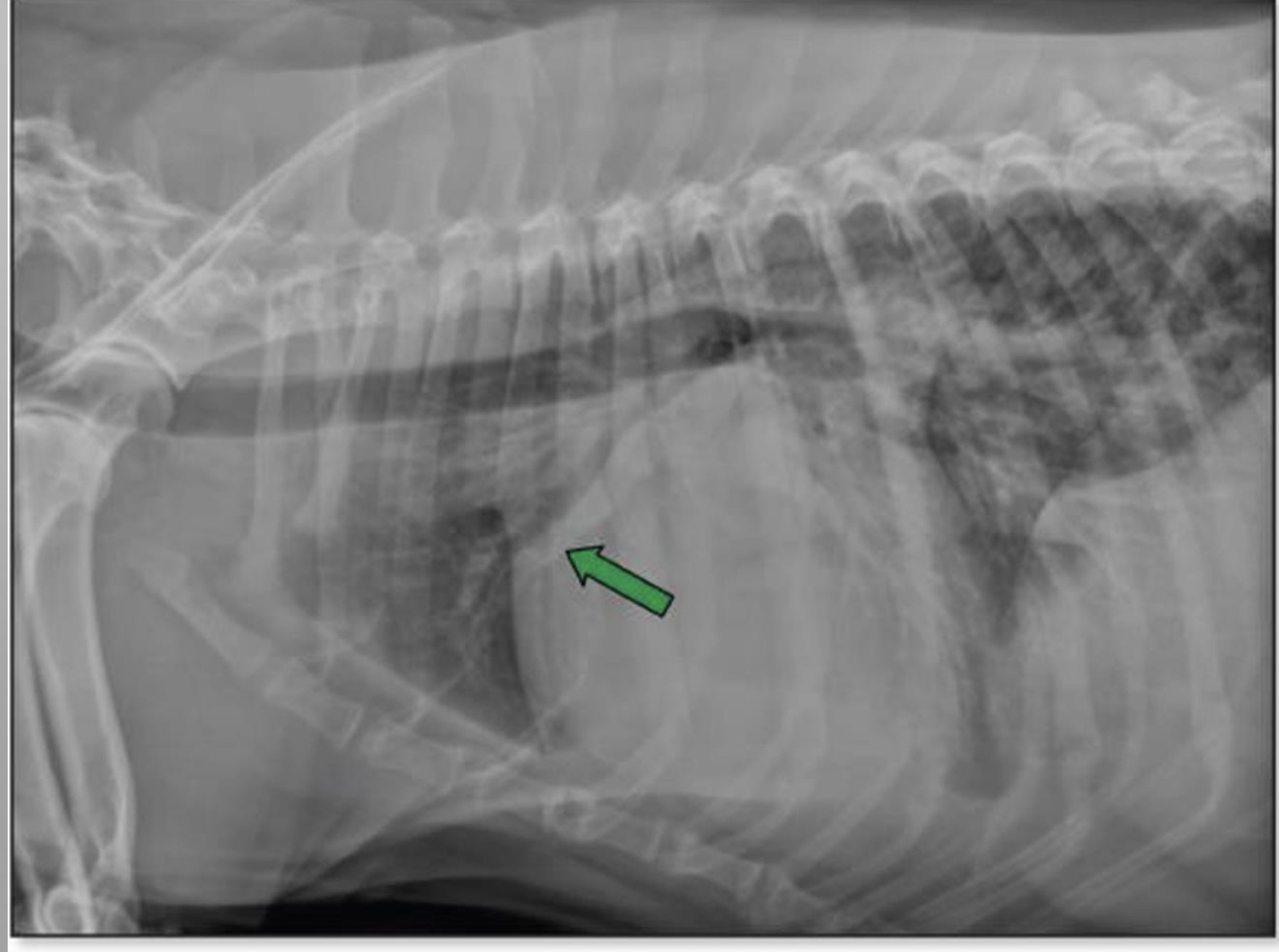 <p>case</p><p>-14 yr old chihuahua</p><p>progressive coughing</p><p>grade V/VI heart murmur</p>