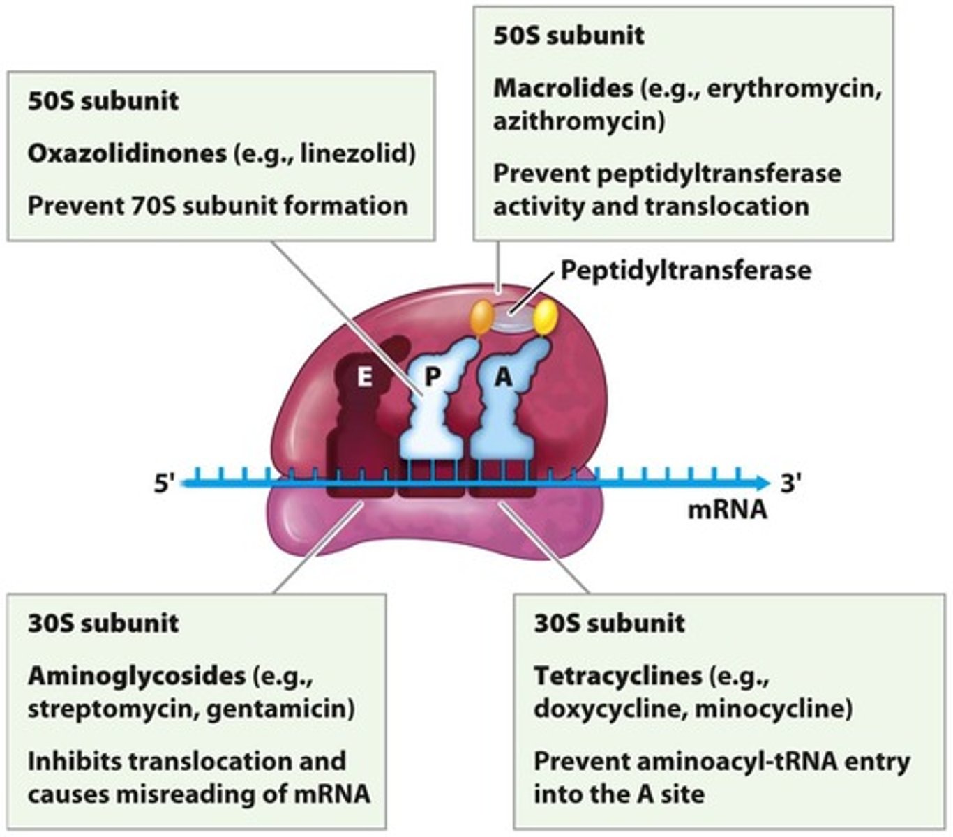 <p>Antibiotics that block bacterial protein production.</p>