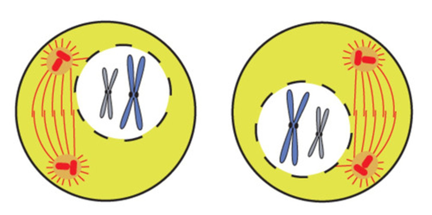 <p>chromosomes condense - nuclear membranes start to dissolve again. Sister chromatids are again joined by a centromere. Spindles start to reform between centrosomes.</p>
