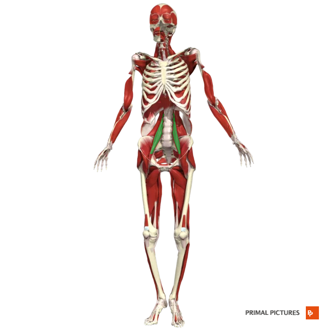 <p>Acts together with iliacus for flexion of  thigh at hip</p><p>rotates thigh laterally </p><p>flexes trunk on the hip (sitting up in a supine position)</p><p>Insertion:lesser trochanter of the femur</p>