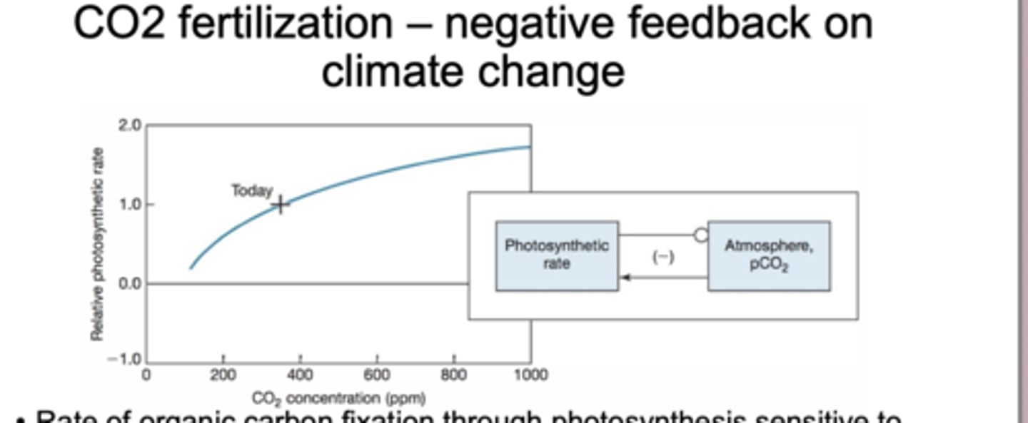 <p>CO₂ fertilization is the idea that higher atmospheric CO₂ increases the rate of photosynthesis, which pulls more CO₂ out of the atmosphere. This acts as a negative feedback on climate change because it partially offsets rising CO₂.</p>