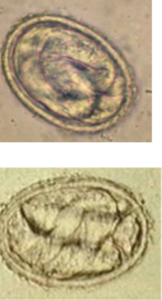 <p>The image depicts what species?</p>