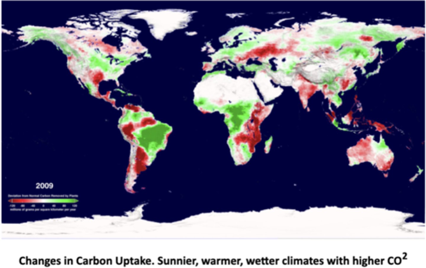 <p>The pictured data shows changes in C uptake by plants compared to normal levels; green areas had higher-than-normal carbon uptake (plants absorbed more CO₂), red areas had lower-than-normal carbon uptake (plants absorbed less CO₂), and white/gray areas had near normal or little data</p><p>-sunnier, warmer, wetter climates with higher CO₂ → more photosynthesis → higher carbon uptake (green zones, e.g., parts of South America, central Africa, and Southeast Asia).; stressful conditions (heat, drought, deforestation, fires, land-use change) → lower carbon uptake (red zones, e.g., the Amazon during drought, sub-Saharan Africa, Indonesia, Australia); high-latitude regions (Canada, Siberia, Northern Europe) → green patches show enhanced plant growth due to longer growing seasons and warming temperatures</p><p>~droughts, deforestation, and fires reduce plant uptake, making ecosystems a carbon source instead of a sink</p>