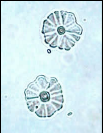 term image