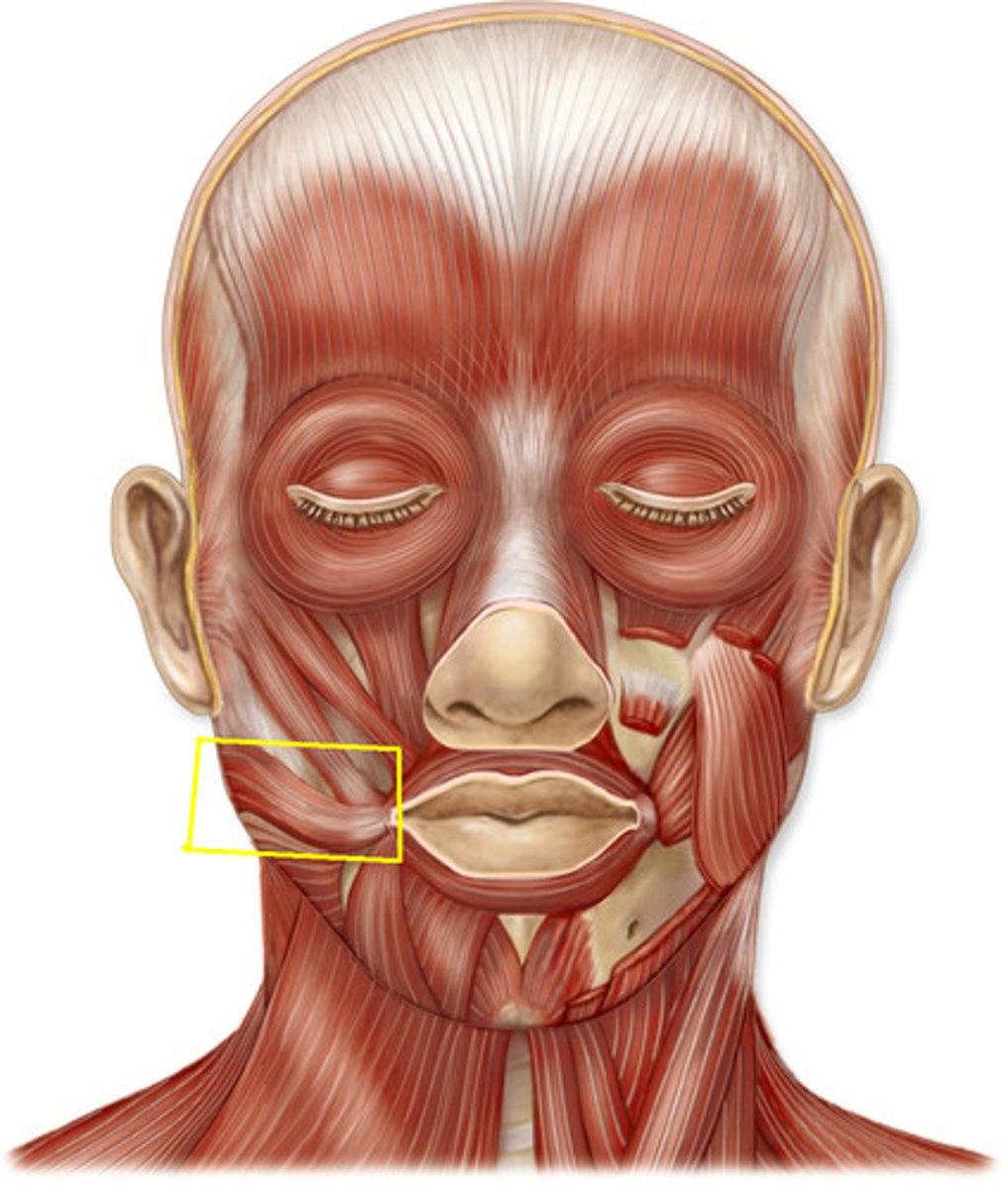 <p>Origin: masseter muscle</p><p>Insertion: corner of mouth</p><p>Action: retracts corner of the mouth</p>