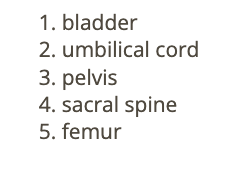 <p>b) sacral spine</p>