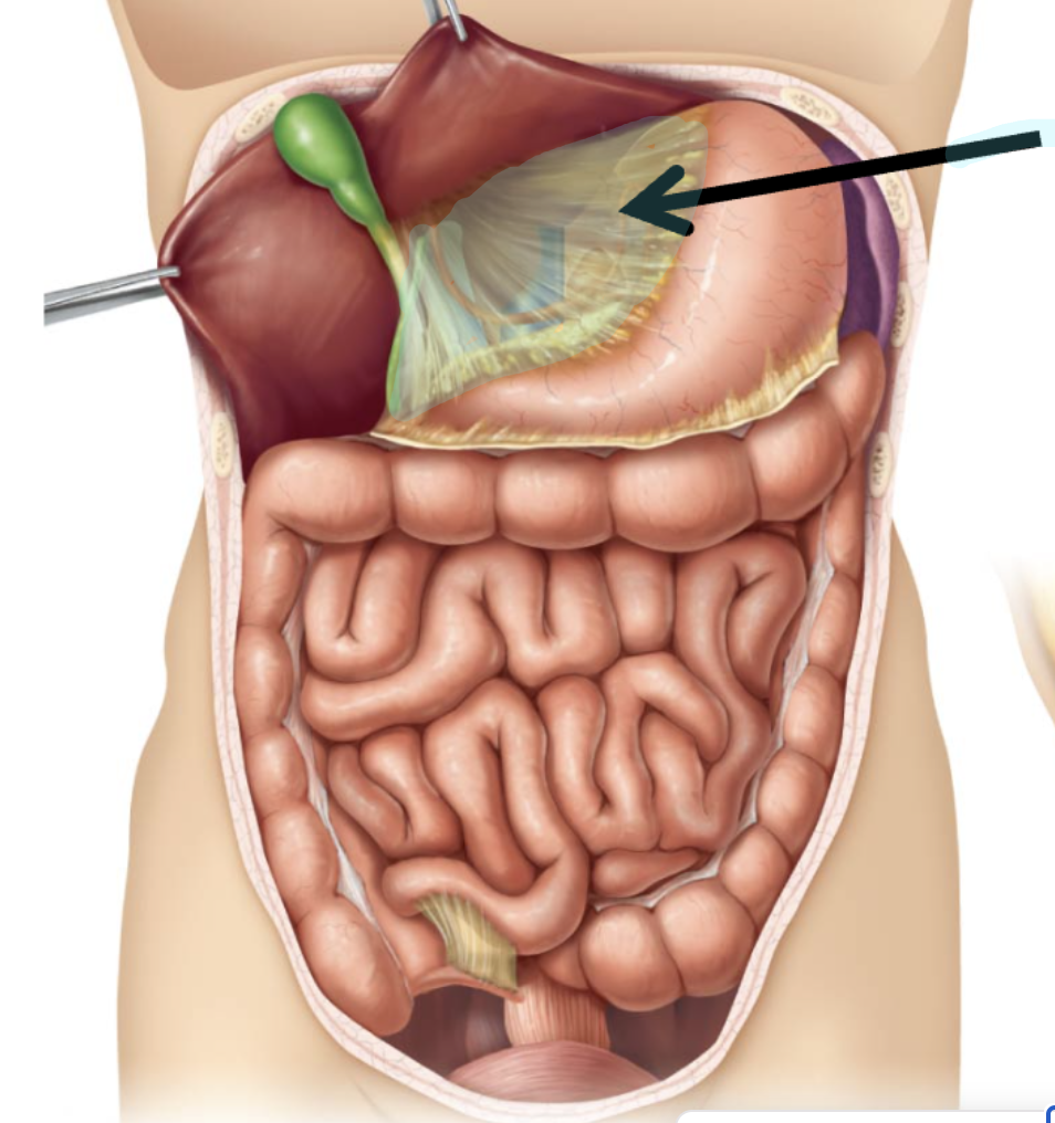 <p>Lesser Omentum</p>