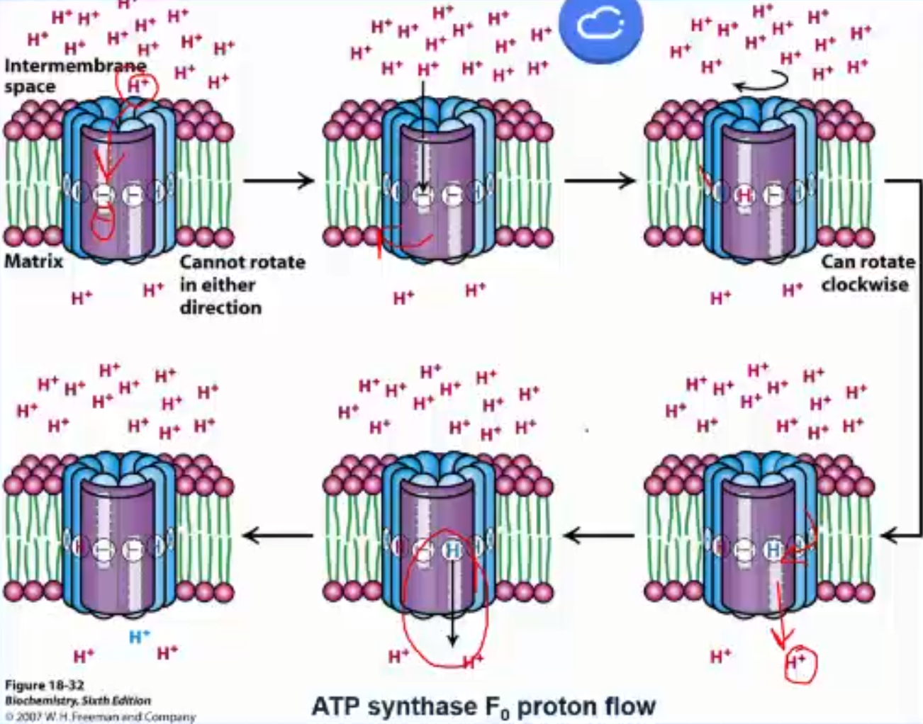 <ol><li><p>a charged aspartate subunit c is in the IMS half chain, a uncharged aspartic acid is in the matrix half chain.</p></li><li><p>a H+ diffuses from the IMS, thru the IMS half channel to protonate the aspartate to aspartic acid and now this subunit is uncharged</p></li><li><p>The entire subunit complex (cylinder) can rotate clockwise by one subunit c. The freshly protonated uncharged subunit c moves into the membrane.'</p></li><li><p>This brings a charged subunit c into the IMS half channel and an uncharged subunit c into the matrix half channel</p></li><li><p>a proton diffuses off the aspartic acid, down the matrix half channel and into the matrix. This subunit c is now uncharged and the cycle repeats. </p></li></ol><p></p><p><em>Note: a proton from the IMS binds a charged subunit c and then goes</em><strong><em> almost</em></strong><em> one full rotation of the cylinder before being released into the matrix</em></p>