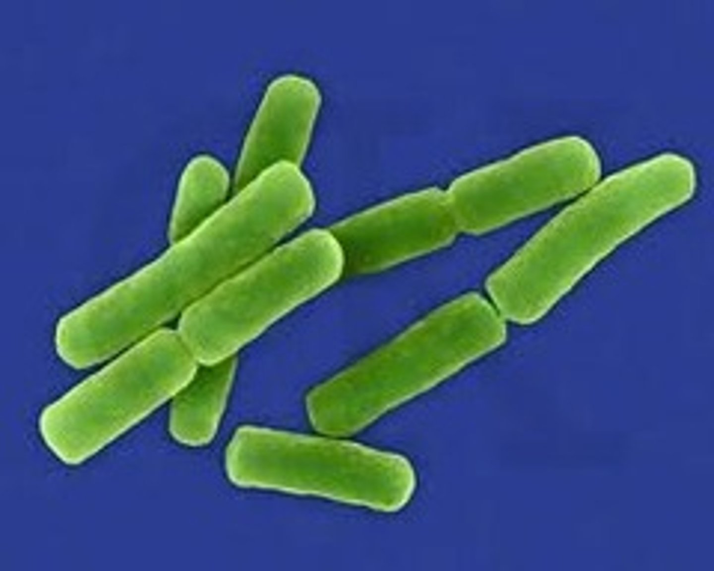 <p>bacillus that occurs in pairs</p>