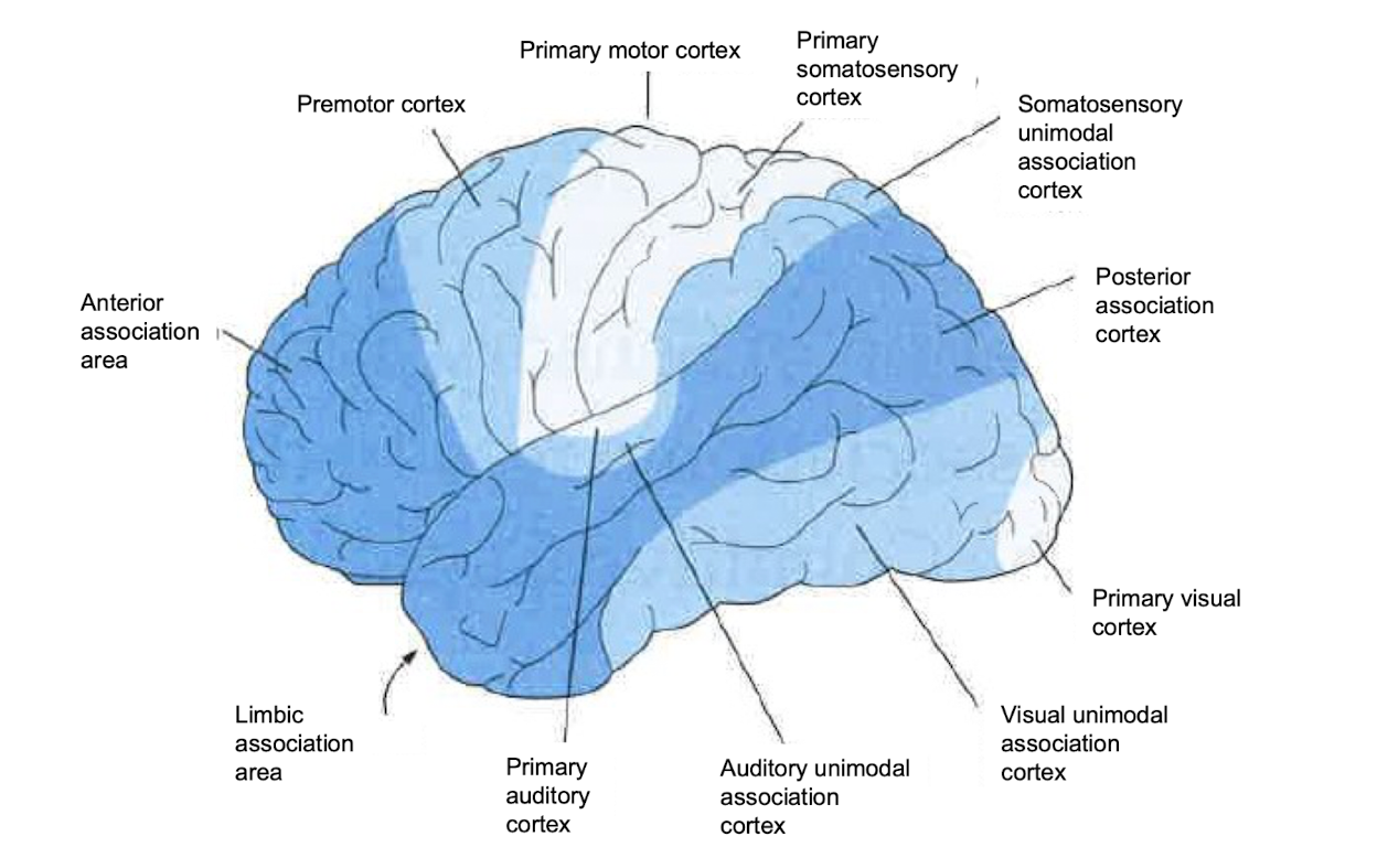 <ul><li><p><strong>Cerebrum = species specific coding</strong></p></li><li><p>Anterior Association Area - Integration of sensory and motor =&nbsp;personality</p></li><li><p>Primary visual cortex - visual scene → broken down here, colors encoded, eyes essentially respond to light</p></li></ul><p></p>
