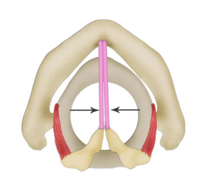 <p>what is this muscle? what does it do?</p>