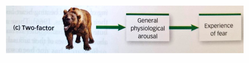 <ul><li><p>there is a undifferentiated physiological arousal of the autonomic nervous system and a cognitive interpretation of the situation</p></li><li><p>emotions are the cognitive causal inferences about the aroused state</p></li></ul><p></p>