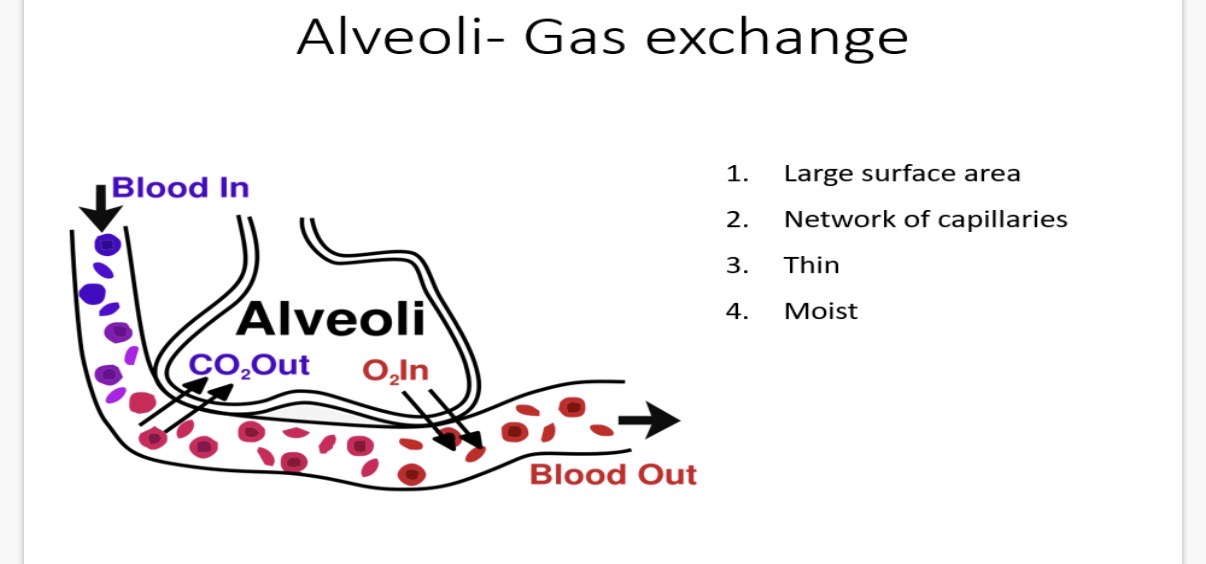 <p>1.lungs. 2.simple. 3.from. 4.respiration. 5.low. 6.high. 7.exhaled</p>